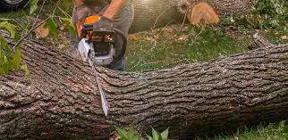Best Hedge Trimming  in Prospect, PA