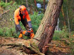 Best Tree Preservation Services  in Prospect, PA