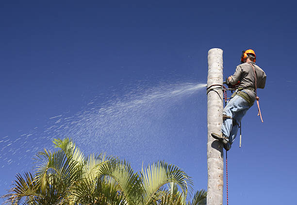 Best Lawn Pest Prevention  in Prospect, PA
