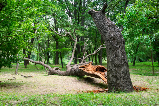 Best Arborist Consultation Services  in Prospect, PA