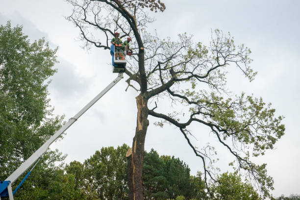 Best Tree Maintenance Programs  in Prospect, PA