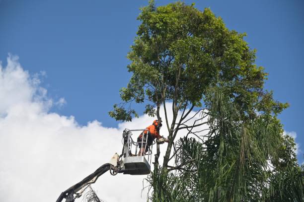 Best Tree Disease Treatment  in Prospect, PA