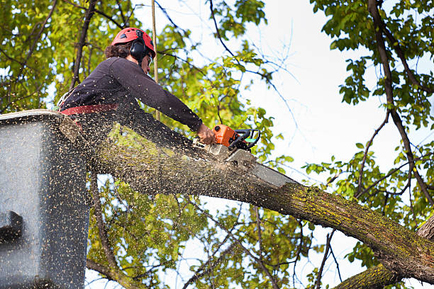 Best Seasonal Cleanup (Spring/Fall)  in Prospect, PA