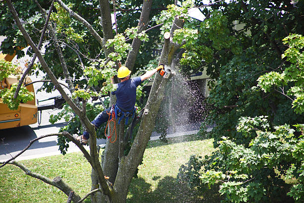 Best Emergency Tree Removal  in Prospect, PA