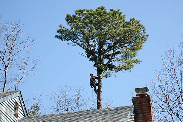 Best Seasonal Cleanup (Spring/Fall)  in Prospect, PA
