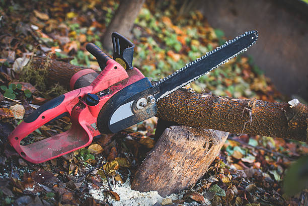 Best Tree Trimming and Pruning  in Prospect, PA